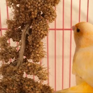 Meet your Posher, Melissa + disclaimer